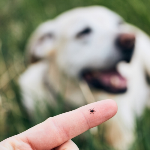 Projekt bez nazwy (4)